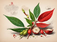 Die verschiedenen Eigenschaften von rotem und grünem Ginseng Tee